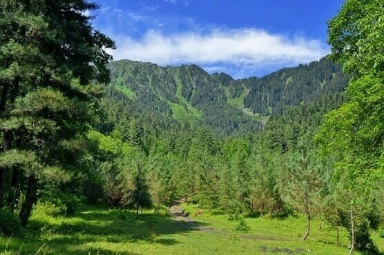 Which province of Pakistan has maximum forest area? 2 Pakistan province with maximum forest area