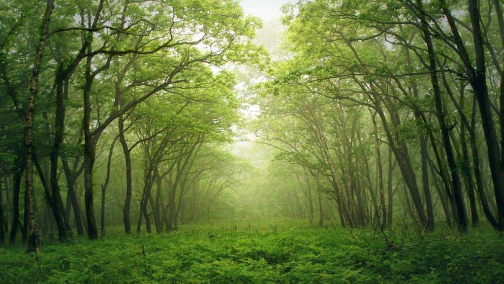 changa manga largest man made forest