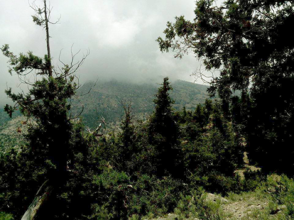 Pakistan largest juniper forest