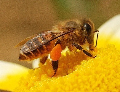 What is the national insect of Pakistan? 3 Asiatic Honey Bee, national insect of Pakistan