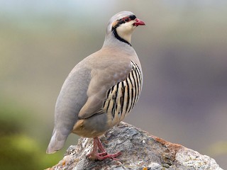 What is the national bird of Pakistan? 2 Chukar - National Bird of Pakistan