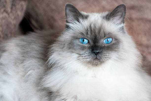 What is the national cat of Pakistan? 2 Himalayan Persian breed cat - national cat Pakistan
