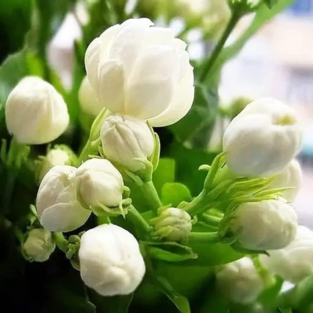 What is the national flower of Pakistan? 2 National flower of Pakistan - Jasmine, Chambeli