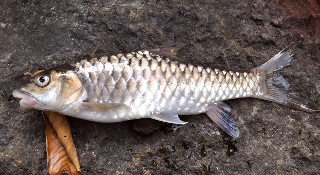 What is the national fish of Pakistan? 2 Mahseer, National Fish of Pakistan