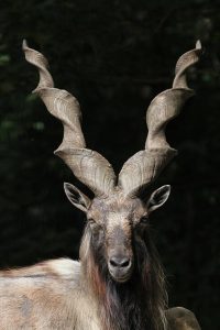 What is Pakistan's national animal? 2 Markhor, The National Animal of Pakistan