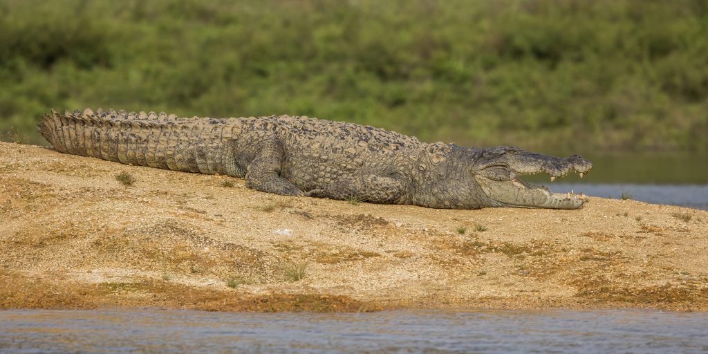 Mugger Crocodile, national reptile of Pakistan