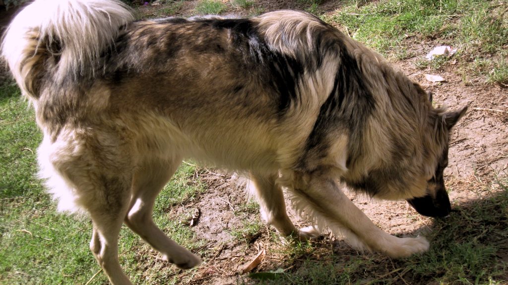 What is the national dog of Pakistan? 2 Bhagyari Dog, national dog of Pakistan