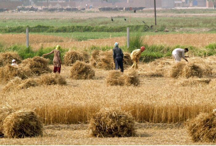 Bread basket of Pakistan, Punjab