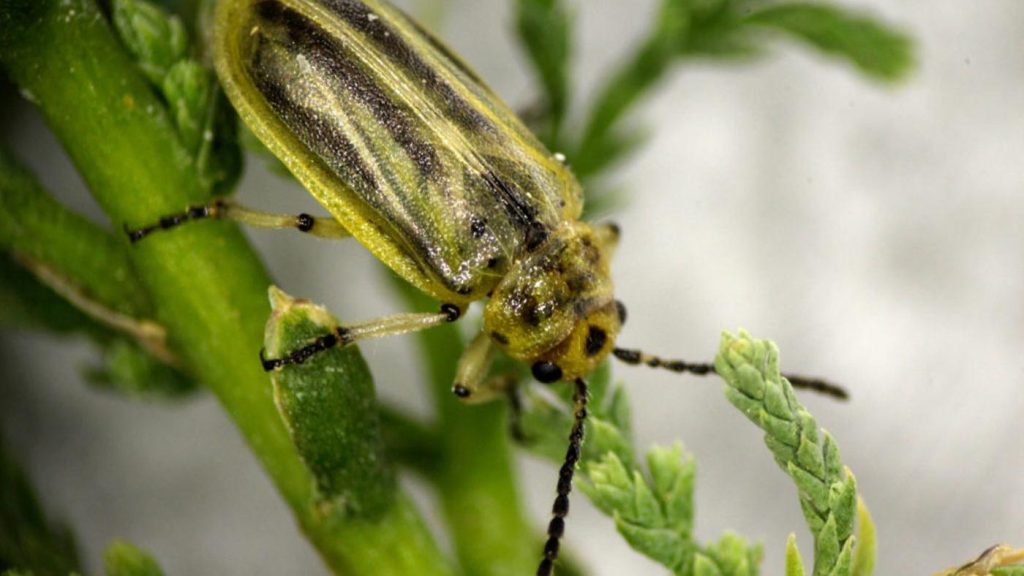 What is the national insect of Pakistan? 2 Tamarisk-Leaf-Beetle, national insect of Pakistan