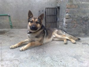 What is the national dog of Pakistan? 3 bhagyaridog