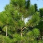 chir pine