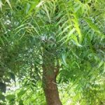 neem