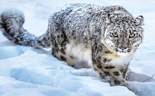 What is the national animal predator of Pakistan? 2 Snow leopard, national predator Pakistan