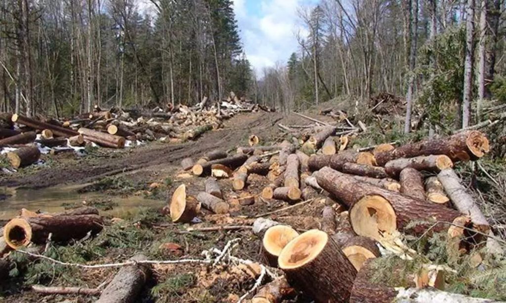 How many trees are cut down each year in Pakistan? 2 trees cutting