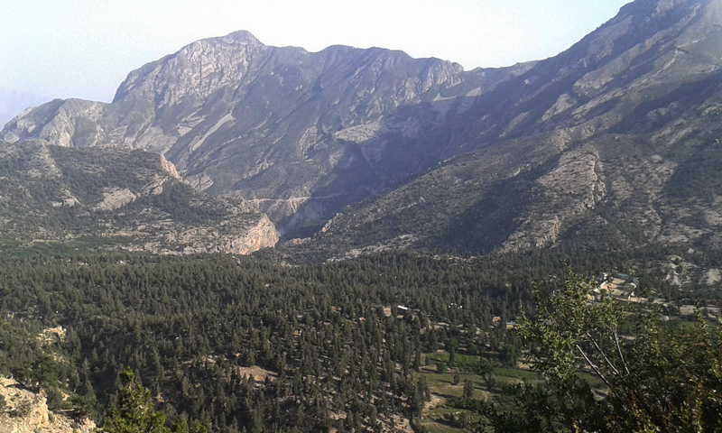 Ziarat juniper forest
